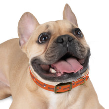 Load image into Gallery viewer, Pioneers Dog Collar - Orange