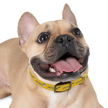 Load image into Gallery viewer, Pioneers Dog Collar - Yellow
